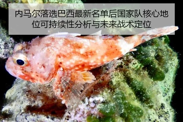 nei-ma-er-luo-xuan-ba-xi-zui-xin-ming-dan-hou-guo-jia-dui-he-xin-di-wei-ke-chi-xu-xing-fen-xi-yu-wei-lai-zhan-shu-ding-2-815.jpg